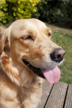 Close up of a golden retriever dogs face clipart