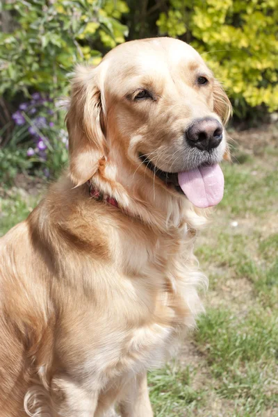 Joven perro golden retriever —  Fotos de Stock