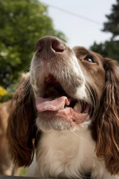 Springer spaniel hundar ansikte — Stockfoto