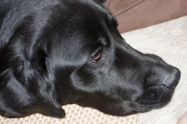 Black labrador face clipart