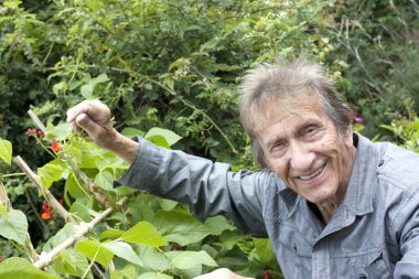 Elderly man looking at runner beans vegetable patch clipart