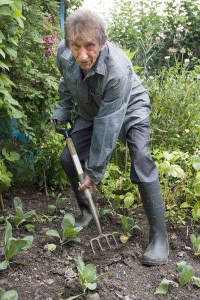 Oudere man graven plantaardige patch met vork — Stockfoto
