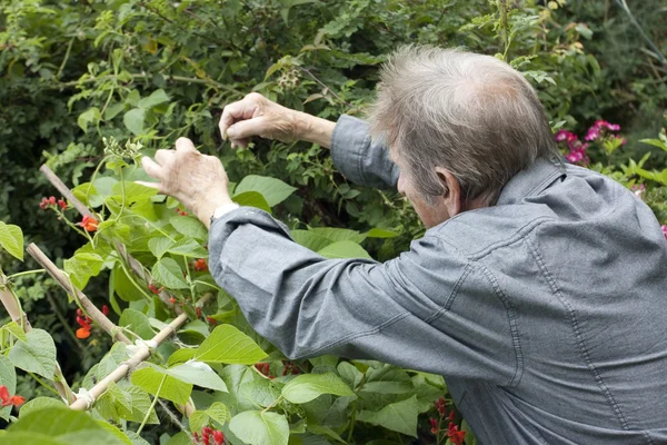 Mann gärtnert und kontrolliert seine Bohnenpflanzen — Stockfoto