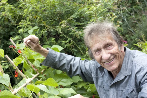 Пожилой человек смотрит на овощной участок бегущей фасоли — стоковое фото