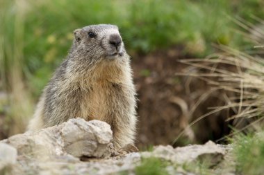 Marmot in the alps clipart