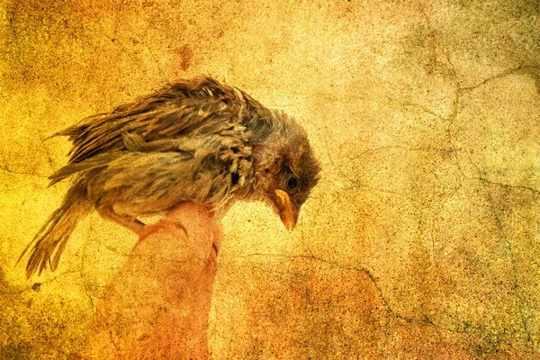 Malý pták — Stock fotografie