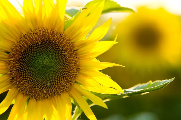 stock image Sunflower close up