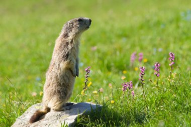 Marmot in the alps clipart