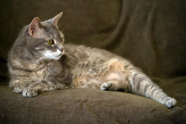 Gato em um sofá — Fotografia de Stock