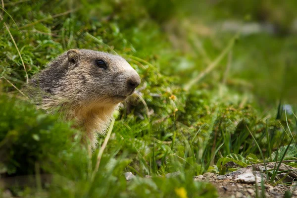 Marmot in de Alpen — Stockfoto