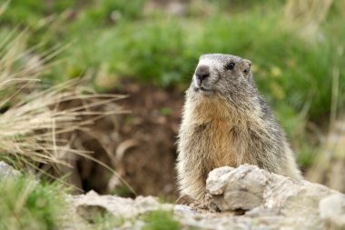 Alpine Marmot - Marmota Marmota clipart