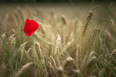 Red poppy clipart