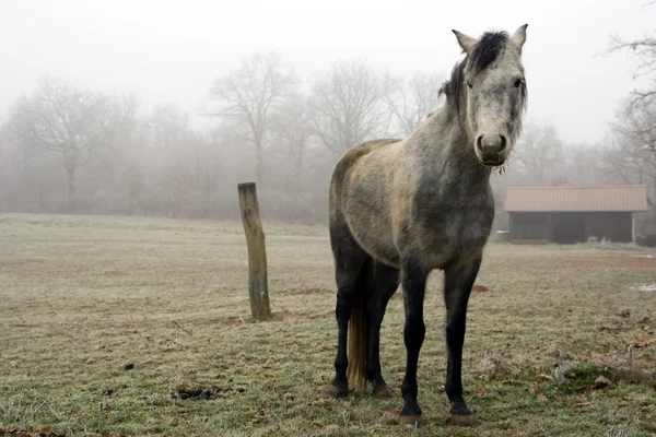 Cavallo vintage — Foto Stock
