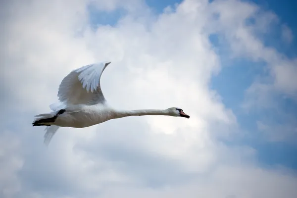 Летающий лебедь — стоковое фото