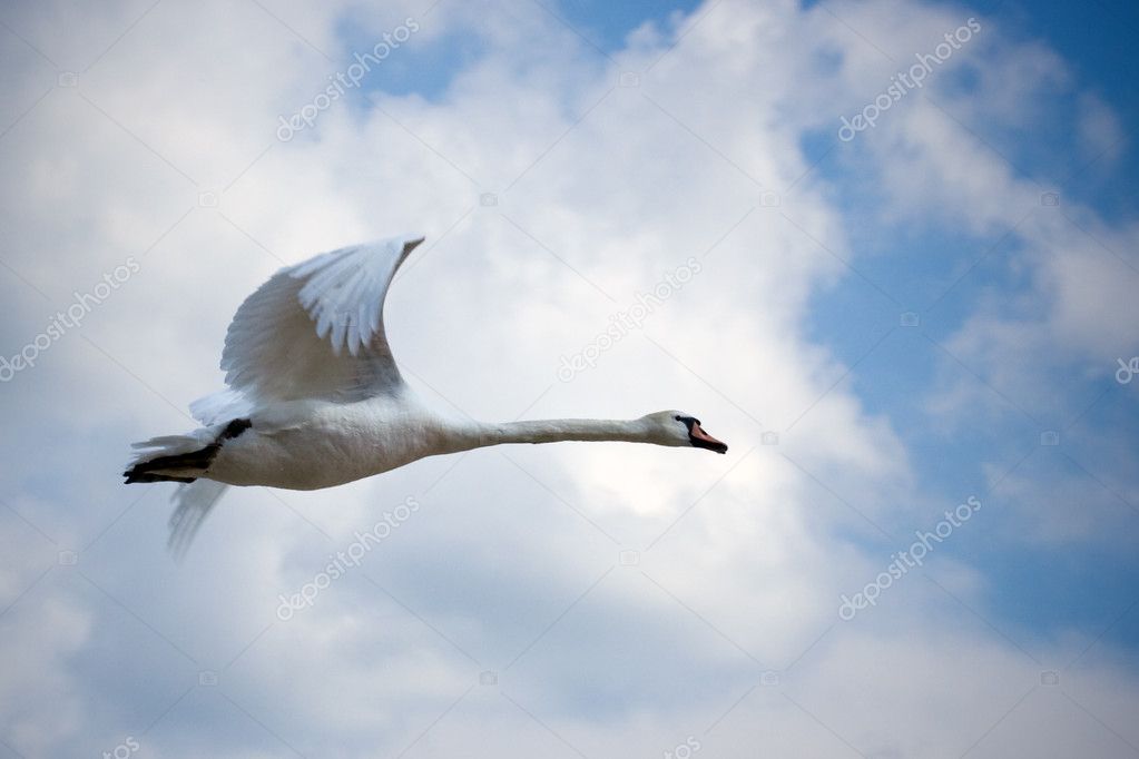 beautiful swan flying