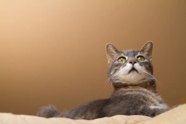 노란 눈을 가진 고양이 — 스톡 사진