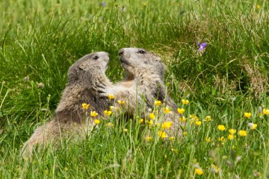 Marmot in the alps clipart