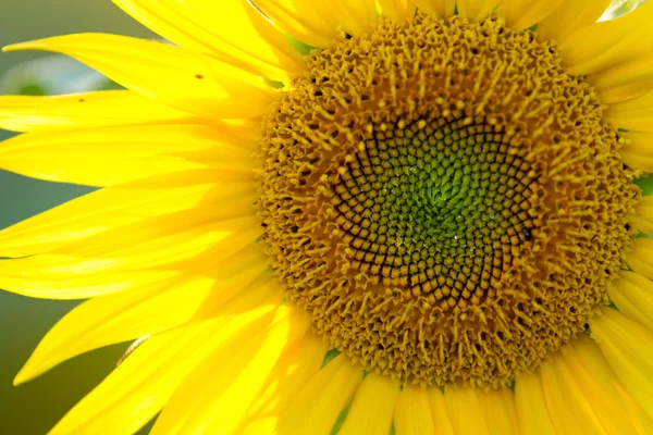 stock image Sunflower field