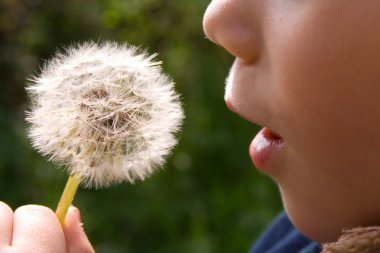 Child And Dandelion clipart