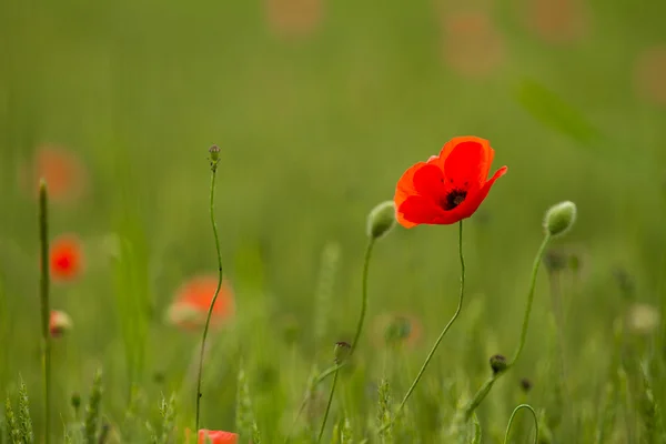Red poppy in a barley field — Stock Photo, Image