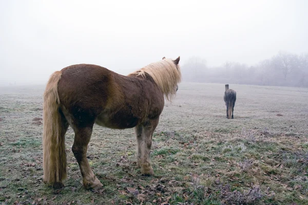 Vintage paard — Stockfoto