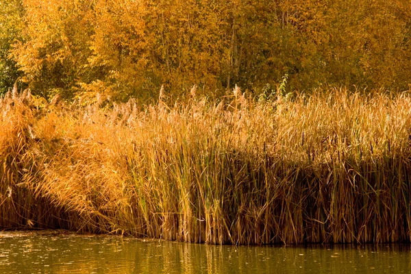 stock image Autumn landscape