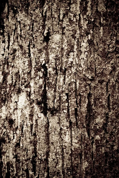 Stock image Old wood texture