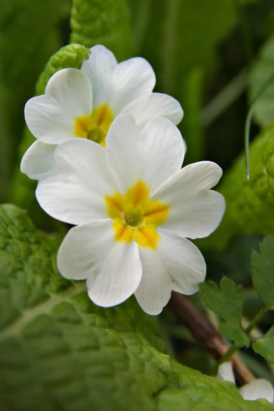 stock image Primula