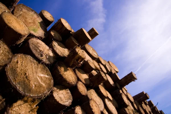 stock image Cutted trunks