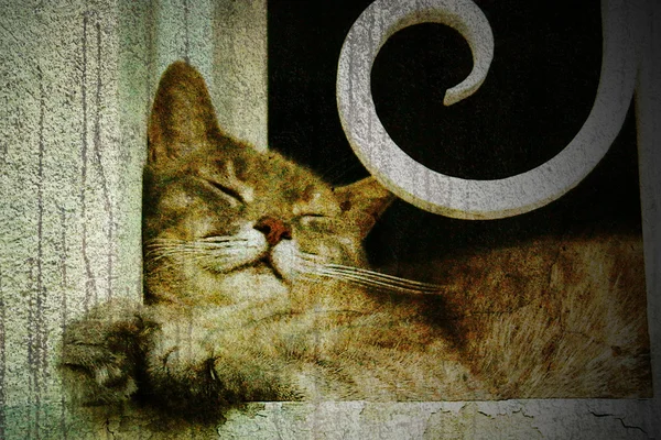 Pisică adormită — Fotografie, imagine de stoc
