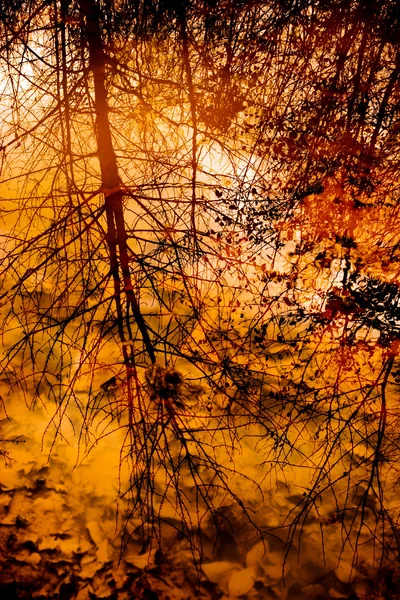 stock image Tree reflections