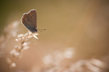 Polyommatus icarus