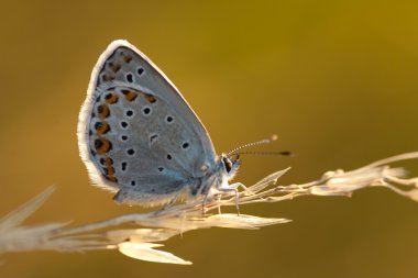 Polyommatus icarus