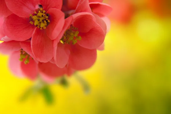 stock image Japenese flowering crabapple