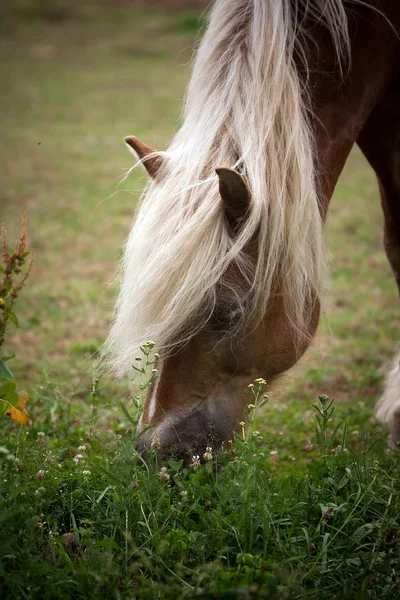 Cavallo in una prateria — Foto Stock