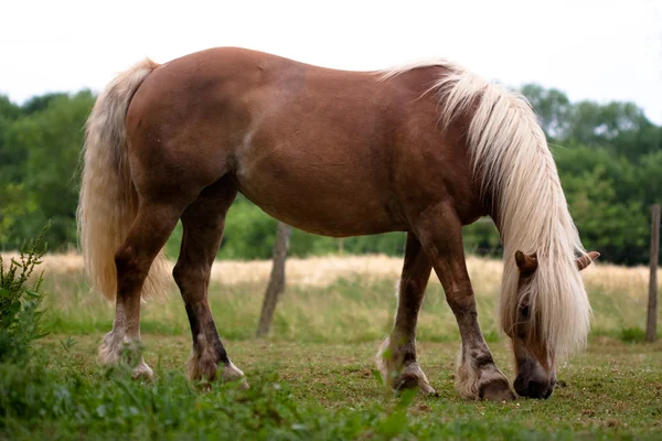Horse in prairie — Stock Photo, Image