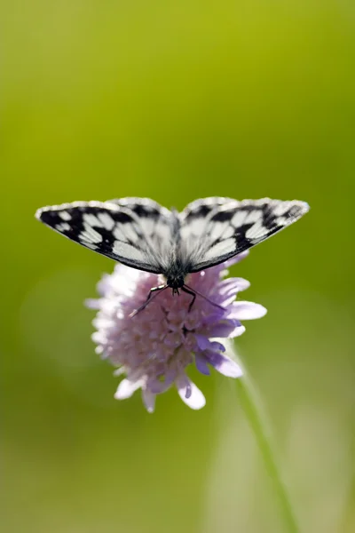 Vlinder op een bloem — Stockfoto