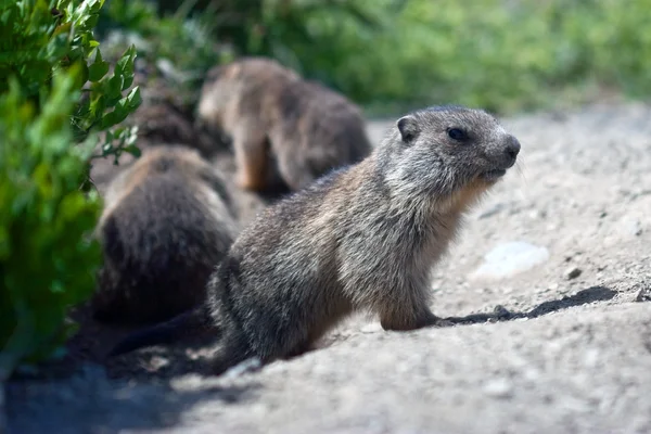 Alpine baby marmot — Stockfoto