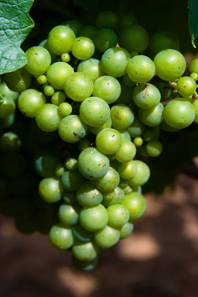 Uvas verdes —  Fotos de Stock