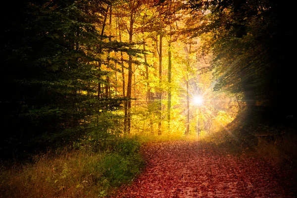 Ліс восени — стокове фото