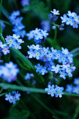 Forget me not flowers clipart