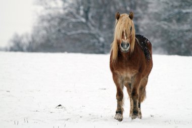 Horse in snow clipart