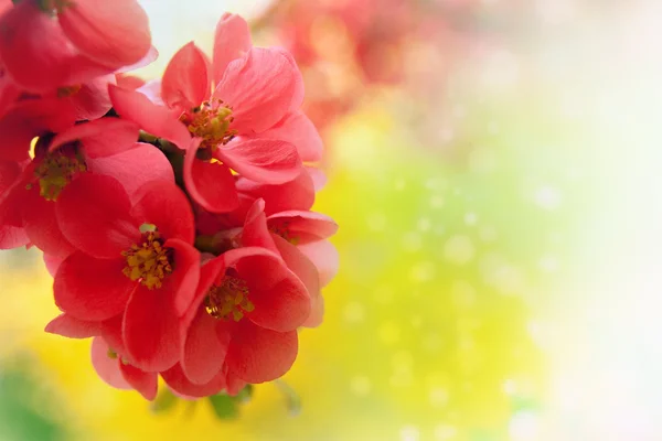 stock image Japanese flowering crabapple