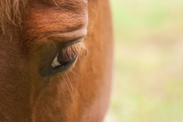Ojo de caballo — Foto de Stock