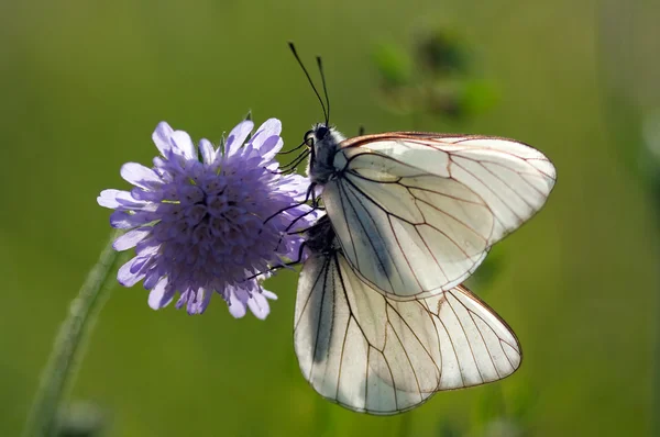 Dva aporia crataegi motýly na květ — Stock fotografie