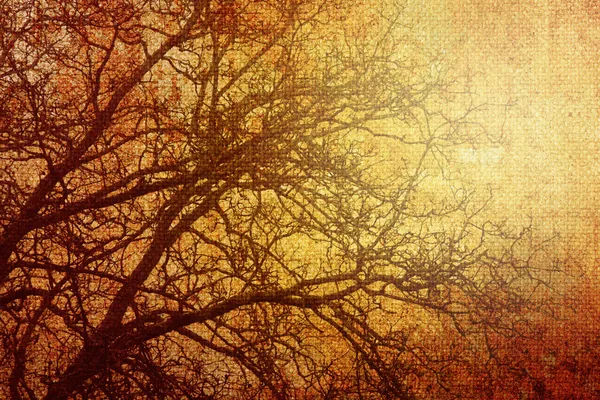Grungy foto van een boom — Stockfoto