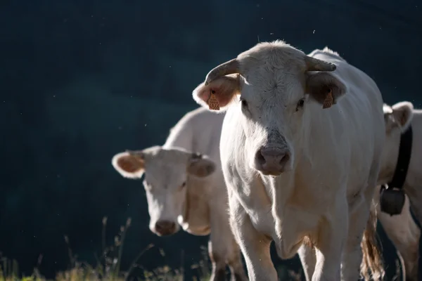 White cows in a prairie — Stock Photo, Image