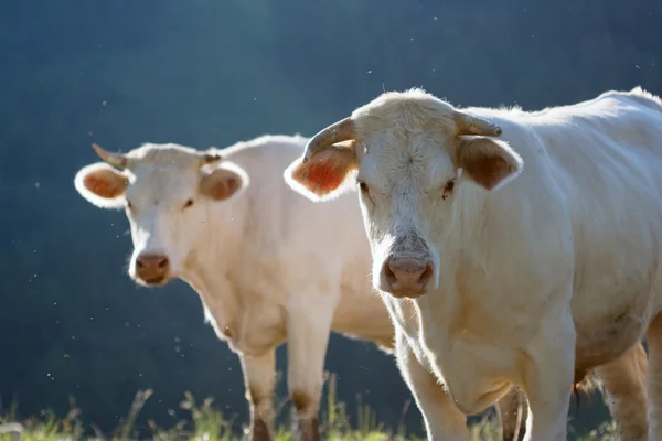 草原の牛 — ストック写真