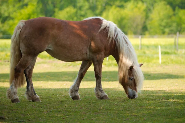 Blonďatá kůň — Stock fotografie
