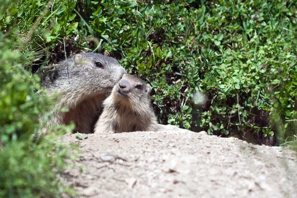 Alpine baby marmot — Stockfoto